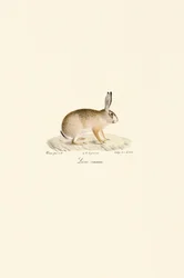 Europäischer Hase
