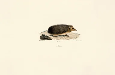Europäischer Igel