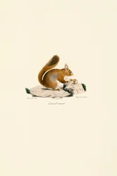 Europäisches Eichhörnchen