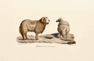Fettschwanzschaf