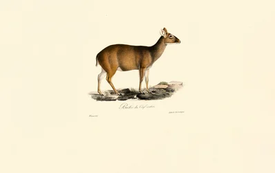 Weiblicher Indischer Muntjak (Biche du Cerf cochon)