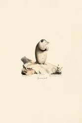 Weibliches Virginia-Opossum