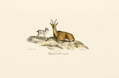 Weibliche Wildziege mit Jungem