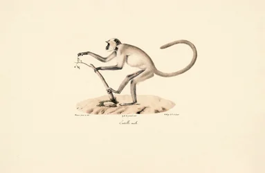 Grauer Hanuman-Langur