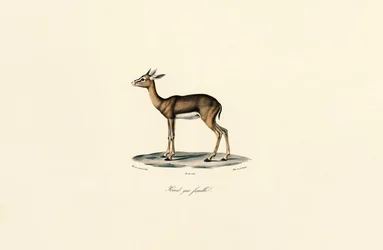 Grauer Riedbock (Weibchen)