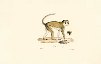 Grüner Meerkatze (Malbrouc Femelle)