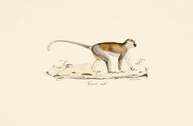 Grüner Meerkatze (männlich)