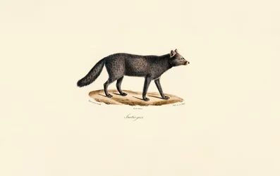 Graues Erdmännchen