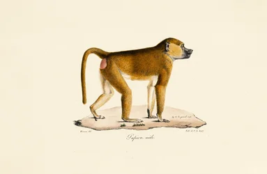Guinea-Pavian (männlich)