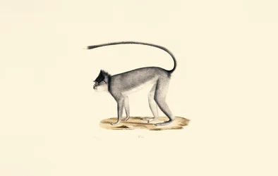 Hanuman-Langur