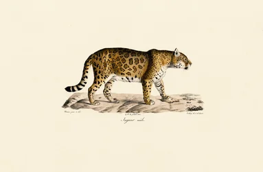 Jaguar (Männlich) in Seitenansicht