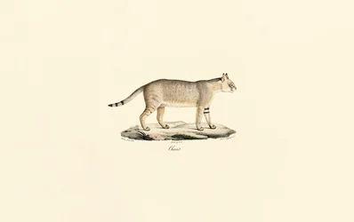 Dschungelkatze