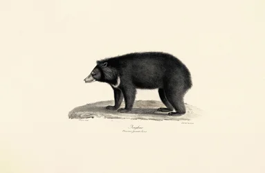 Malaiischer Sonnenbär