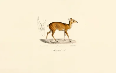 Männlicher Muntjak