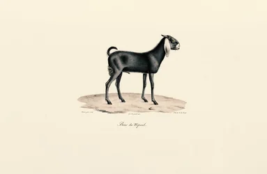Nepalesische Ziege