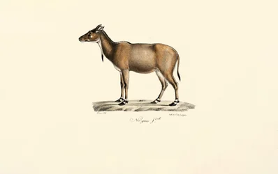 Nilgauantilope