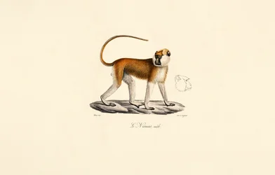 Patasaffe (Männlich)