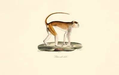 Patasaffe (Erwachsener Männchen)