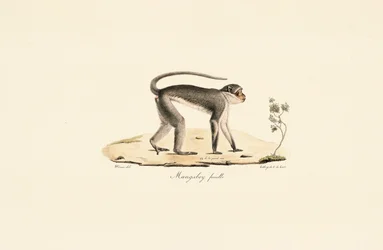 Patasaffe (weiblich)