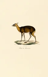 Philippinischer Fleckendeer (Visayan Fleckendeer)