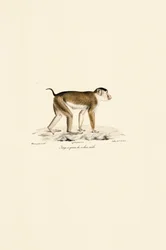 Schweinsaffen (männlich)