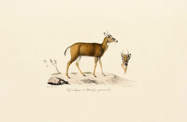 Gabelbock