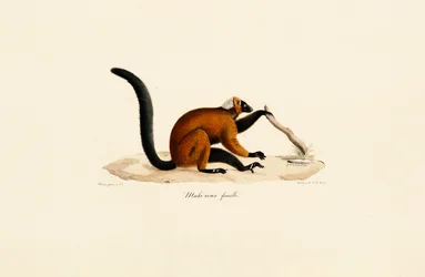 Rotstirnlemur
