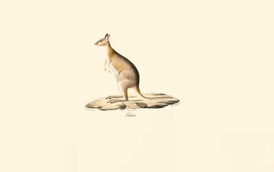 Rotnacken-Pademelon