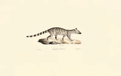 Klein gefleckte Ginsterkatze