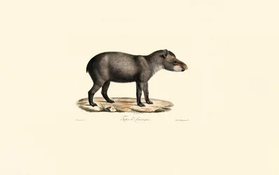 Südamerikanischer Tapir