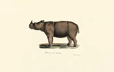 Sumatra-Nashorn