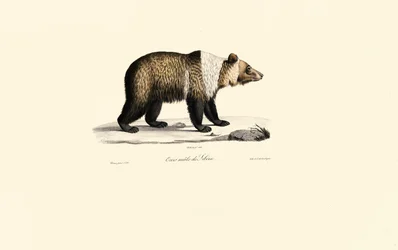 Syrischer Braunbär (Ursus arctos syriacus)