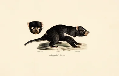 Tasmanischer Teufel