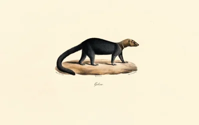 Tayra
