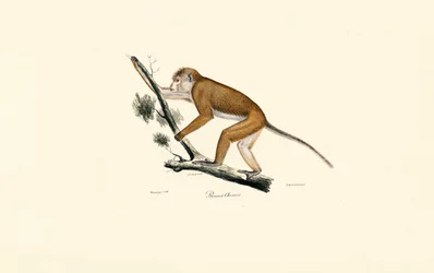 Tibetmakak