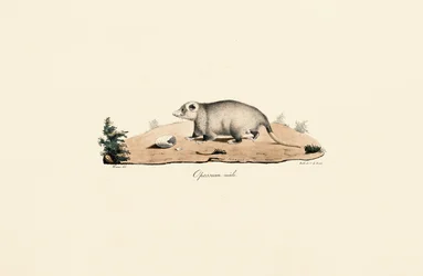 Virginia-Opossum