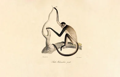 Weißbauch-Spinnenaffe (Weibchen)