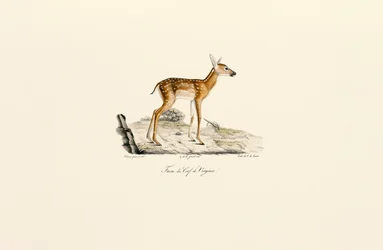 Weißwedelhirsch - Kitz