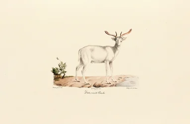 Weißes Damwild-Variante