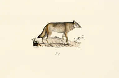 Wolf (Canis lupus)