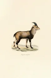 Junger Männlicher Alpensteinbock