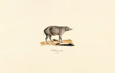 Junger männlicher Babirusa