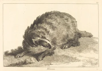 Blereau (Dachs)
