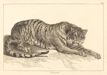 Leopard oder Tiger
