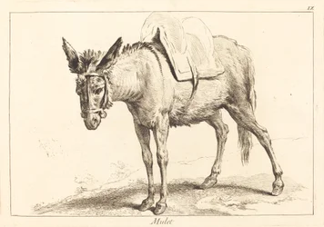 Maultier (Muli oder gesattelter Esel)