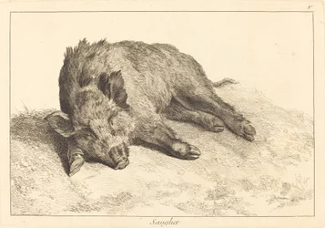 Wildschwein liegend, Kopf nach links (Sanglier)
