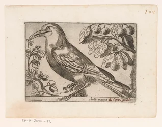 Vogel