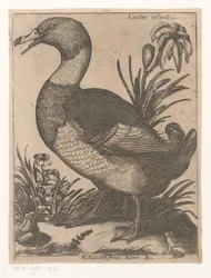 Ente