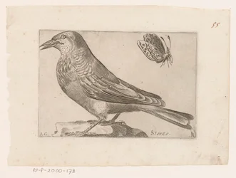 Star (Sturnus vulgaris)