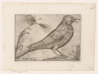 Star (Sturnus vulgaris) Storno (Titel auf Objekt) Vögel (Serientitel)